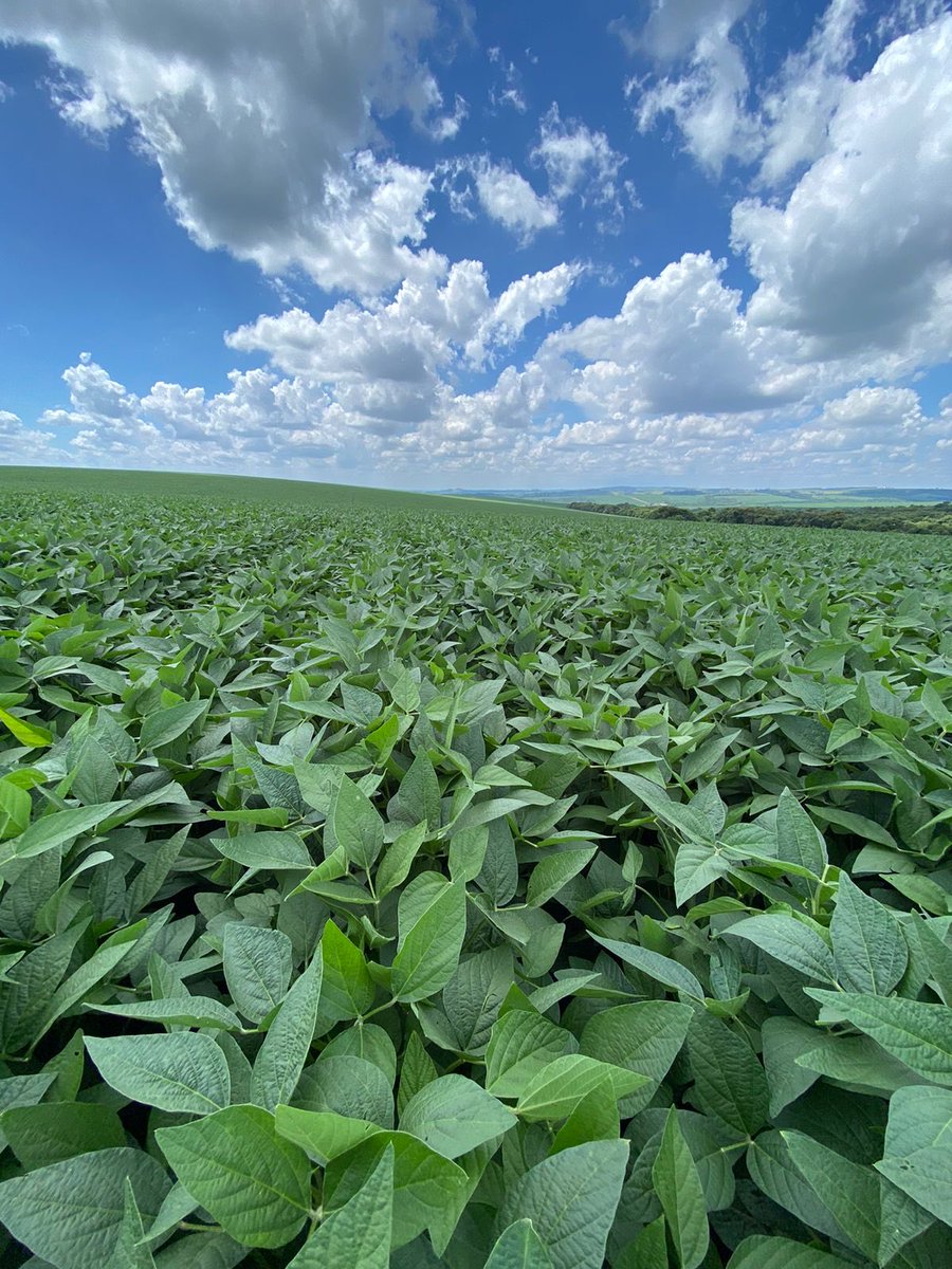 What a year for the Soybeans here in south east São Paulo !