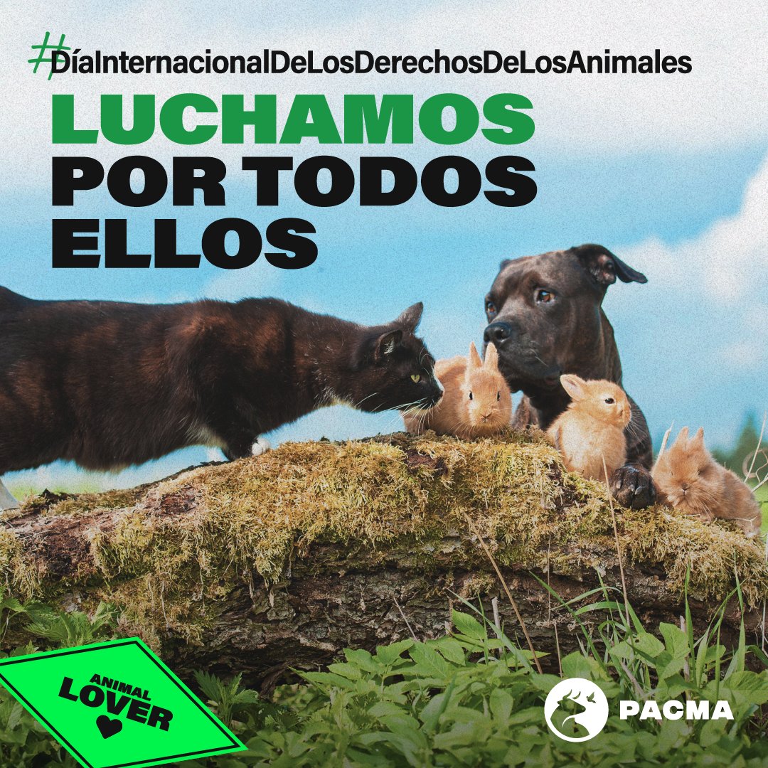 Hoy celebramos el #DíaInternacionalDerechosAnimales, una jornada para recordar que todos tienen derecho a ser respetados, a vivir en su naturaleza, con plenitud, y por supuesto, a no ser utilizados como moneda de cambio para obtener votos. 

En PACMA trabajamos por su dignidad.