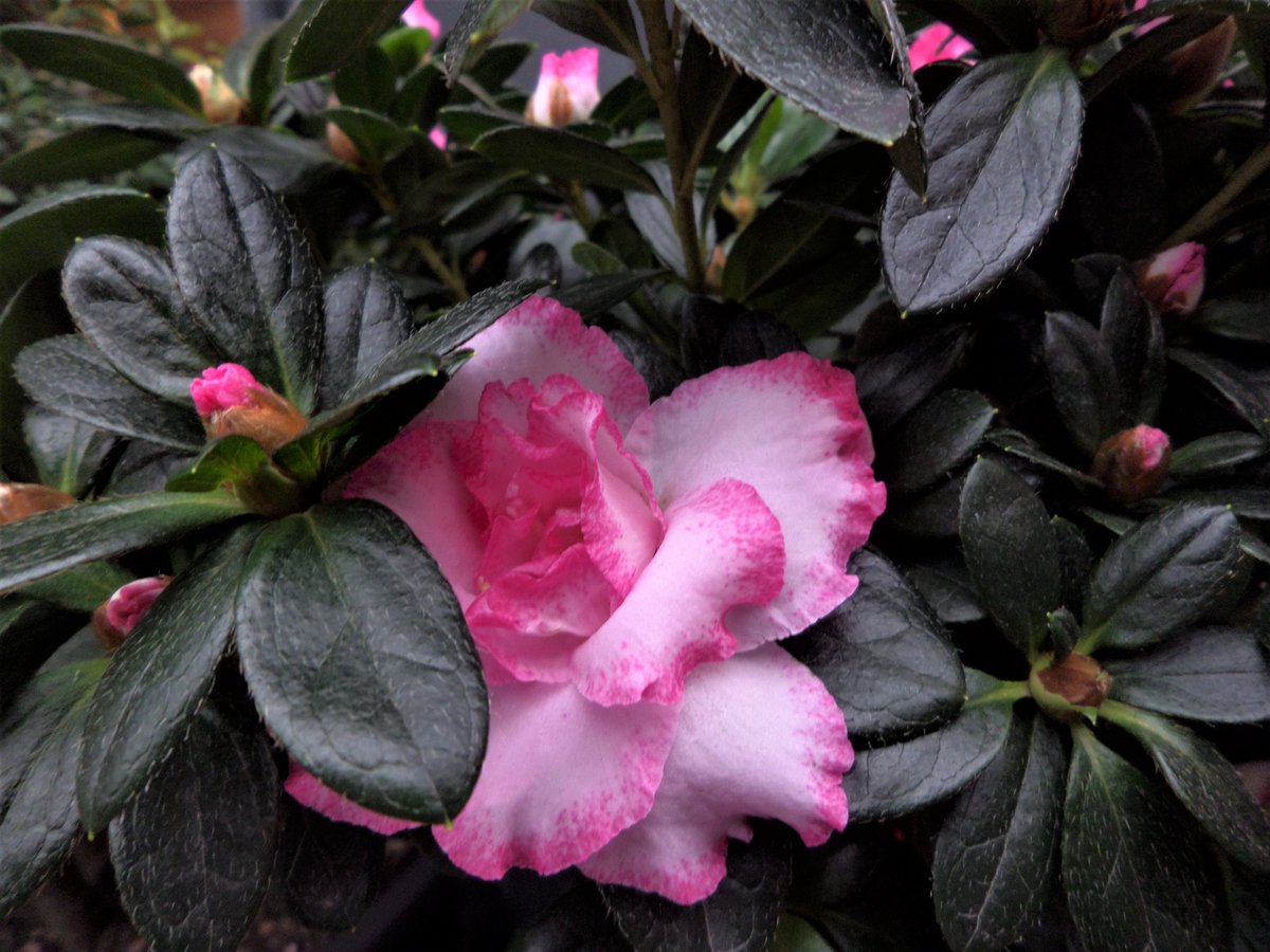 ian (@vappuk) on Twitter photo 