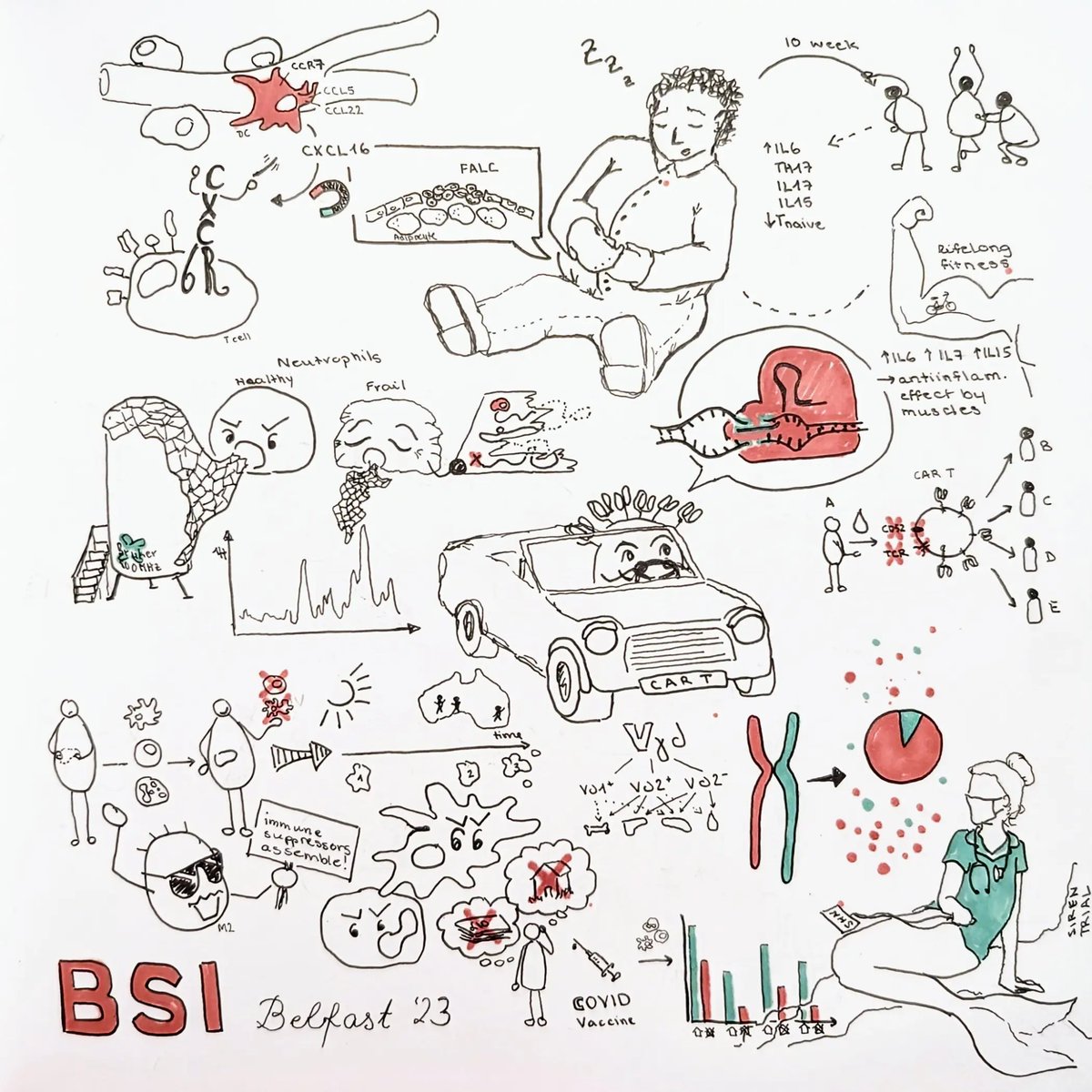 Summary of Day 2 of #BSI23. Phenomenal talks from inspiring scientists about #immunology. Thanks for taking me to the @britsocimm conference 2023 @delaroche_cruk
