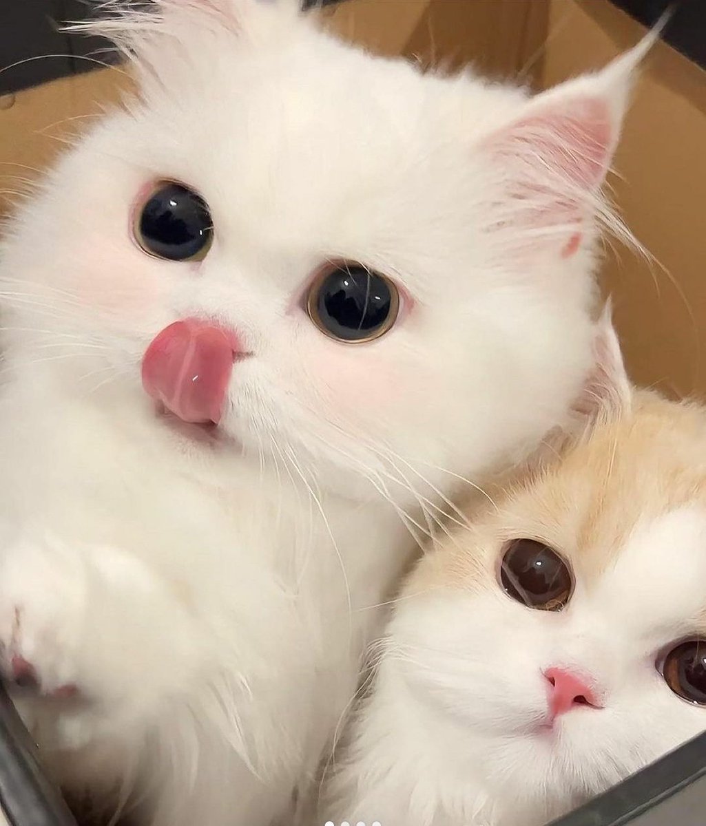 <a href="/kentaubi/">kenta</a> ay, pilih mau yang monyong atau melet? 1... 2... 10. WAKTU HABIS. ☺️🫶🏻