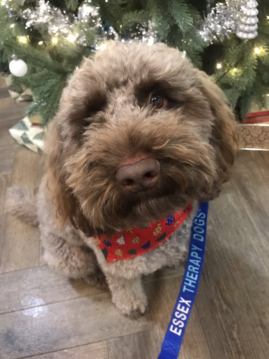 LouDay100's tweet photo. My girl Maple. She works so hard and brings smiles to the faces of so many people. I’m very proud of her 💙💜💙 @essextherapydog https://t.co/3Mkc4DShby