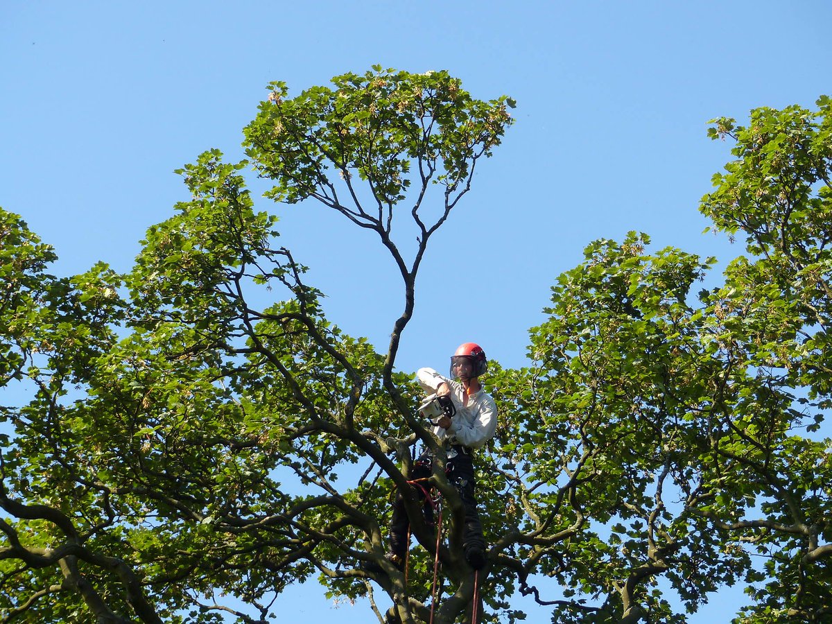 📣🌲Exciting new opportunity! We're offering an Arborist Traineeship on a full-time fixed term contract based in Edinburgh. The role will receive practical work experience with #TeamRBGE, complemented by competency training and certification. Learn more 👉rbge.cc/Jobs