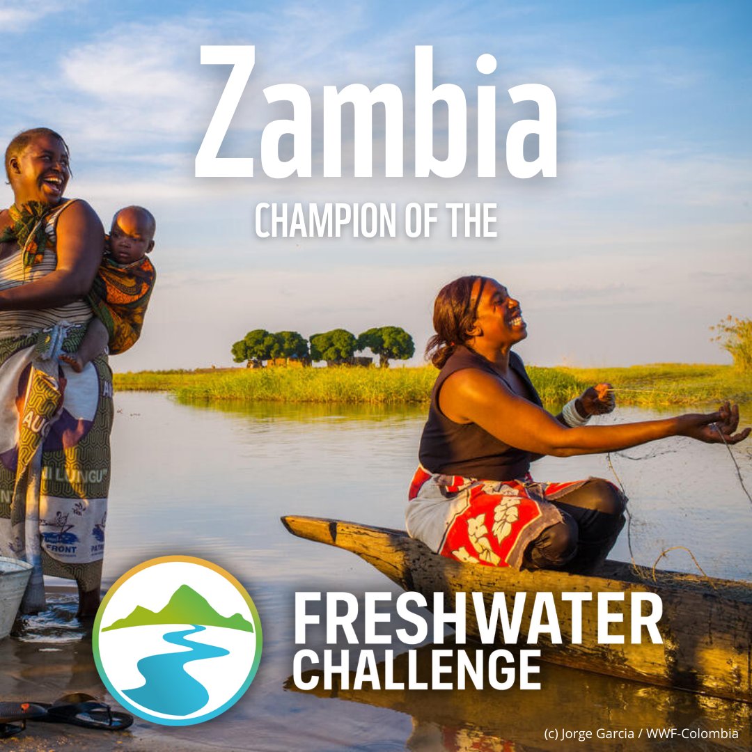 1/3rd of world’s remaining wetlands have been lost since 1970, and, only 1/3rd of long rivers are still free flowing. WWF Zambia is taking lead in conserving and restoring freshwater ecosystems. #COP28 #TogetherPossible #FreshWaterEcosystems
