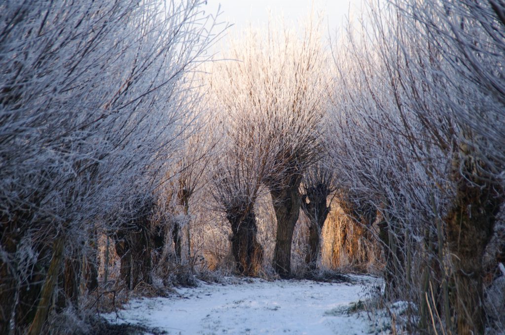 Laat jij je winterverwonderen dit weekend? Kom dan zaterdag 9 december naar:

🌟🚗Winterwonderland on Wheels

🚶‍♂️🍲Snertwandeling door de Biesbosch

🏰🎄Winter Wonder Woudrichem

Meer informatie: bit.ly/3xCQ1WQ

#Biesboschlinie #winter #winterweekend #winteractiviteiten