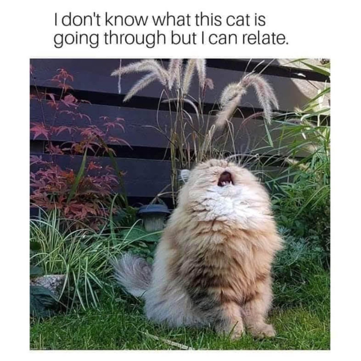 Can totally relate 😩

#catmeme #catmemes #funnycatmeme #relateable #meme #funnymemes #sillymeme #funnymeme #funnymemesdaily