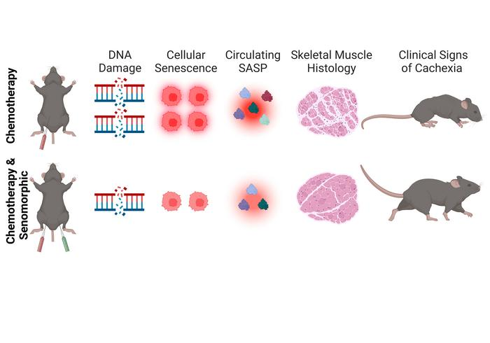 Senotherapeutic drug treatment ameliorates chemotherapy-induced cachexia

<a href="/DavisEnglund/">Davis Englund, PhD</a>, <a href="/NKLeBRASSEUR/">Nathan LeBrasseur</a> &amp; coauthors <a href="/skhosla78/">Sundeep Khosla</a> <a href="/XuZhang_Mayo/">Xu Zhang</a> <a href="/MayoClinic/">Mayo Clinic</a> <a href="/JCI_insight/">JCI insight</a> 

insight.jci.org/articles/view/…