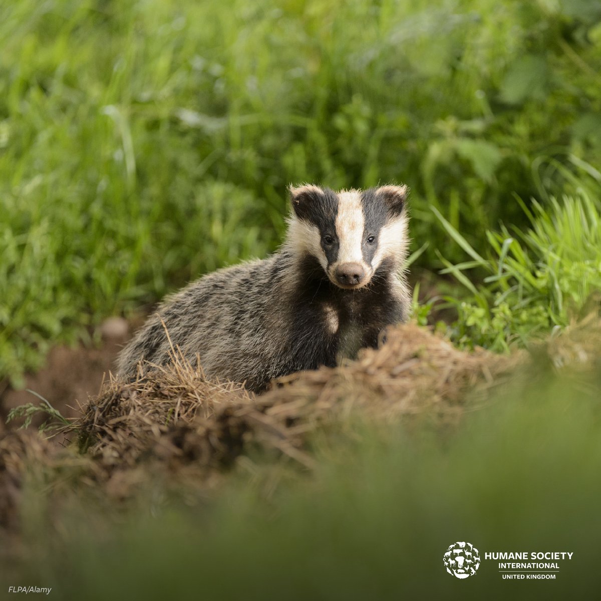 Progress! The Wildlife Management and Muirburn (Scotland) bill has been voted through to stage two. 🎉 We are pleased that this important legislation that intends to ban glue traps and fully ban snares in Scotland amongst other measures is now one step closer to becoming law.…