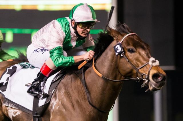 He's coming back! ✈️ Three-time #DubaiCarnival winner EQUILATERAL flies to Dubai today for his fourth winter under the🌞 Good luck to owners the Hays and trainer @cbhills.