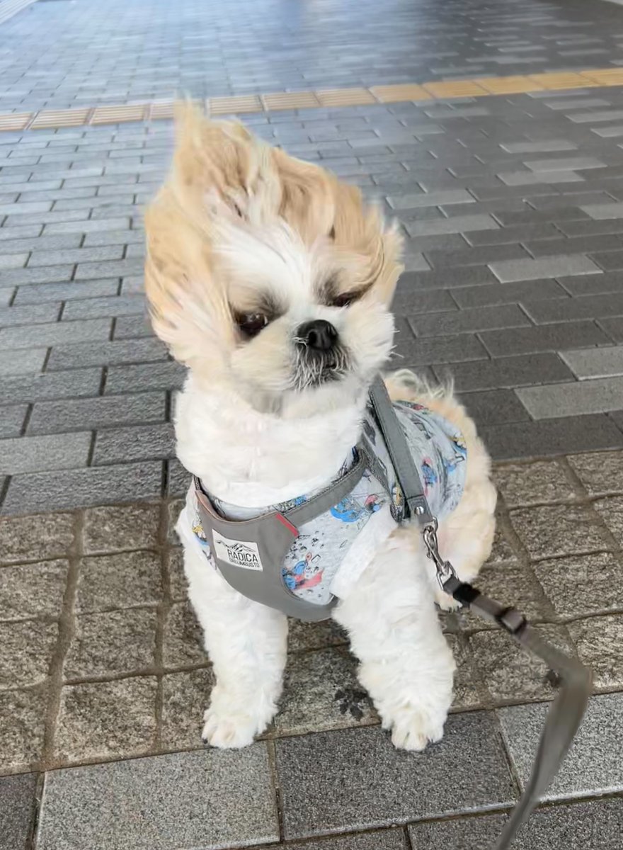 シーズーのふじ (@ShihTzuFuji0118) / Posts and Replies / X