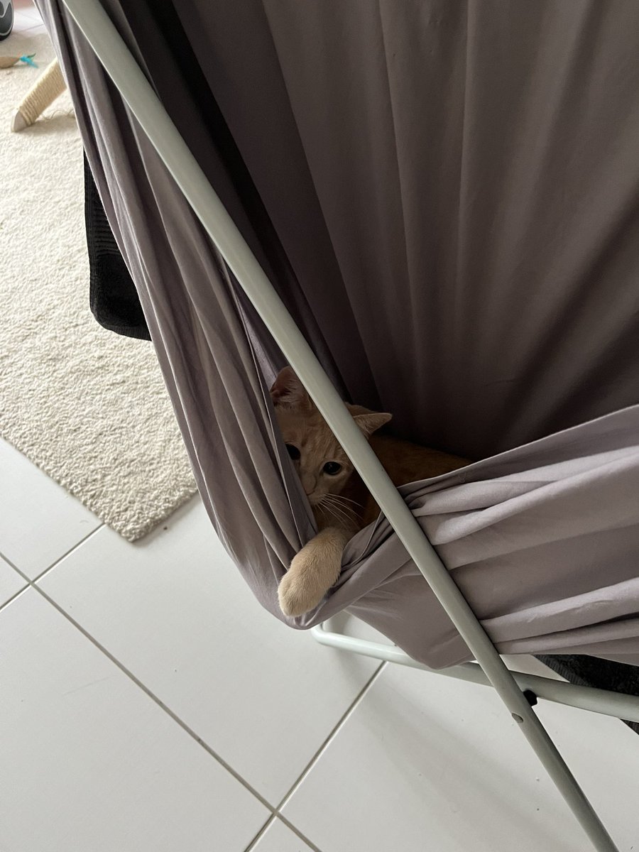kenyaohf's tweet photo. Et après on me demande pourquoi c’est le chat le plus mignon de la planète https://t.co/l27svcVZah