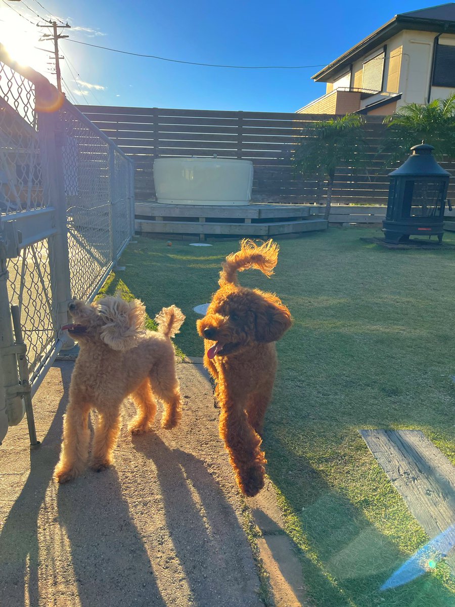 Sea_Front_Villa's tweet photo. #SeaFrontVilla のドッグランで楽しむ愛犬ちゃん🐶
天然芝のドッグランは愛犬にも人気みたいです。

#貸別荘 #館山 #犬好きさんと繋がりたい https://t.co/1q6MZA6Dyg