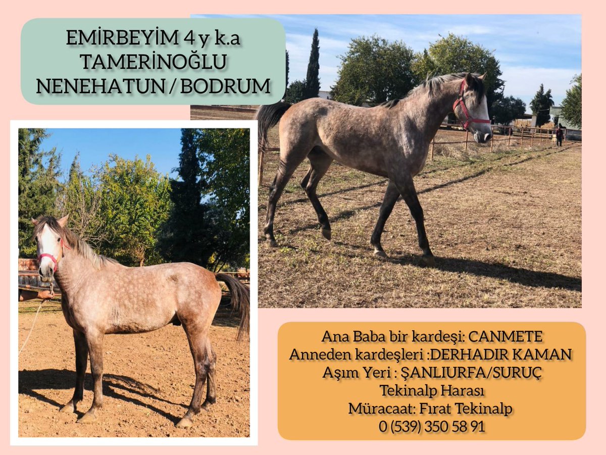 MetinMfg's tweet photo. #Tamerinoğlu temsilcisi genç aygır #Emirbeyim Şanlıurfada Tekinalp harasında aşım yapacaktır tam kardeşi #Canmete,Anne kardeşleri #Derhadır ve #Kaman https://t.co/1iFxpTLKCU Müracaat:Fırat Tekinalp Tel:0539 350 58 91 @kadirtekinalpp https://t.co/ymTXfAOfX0