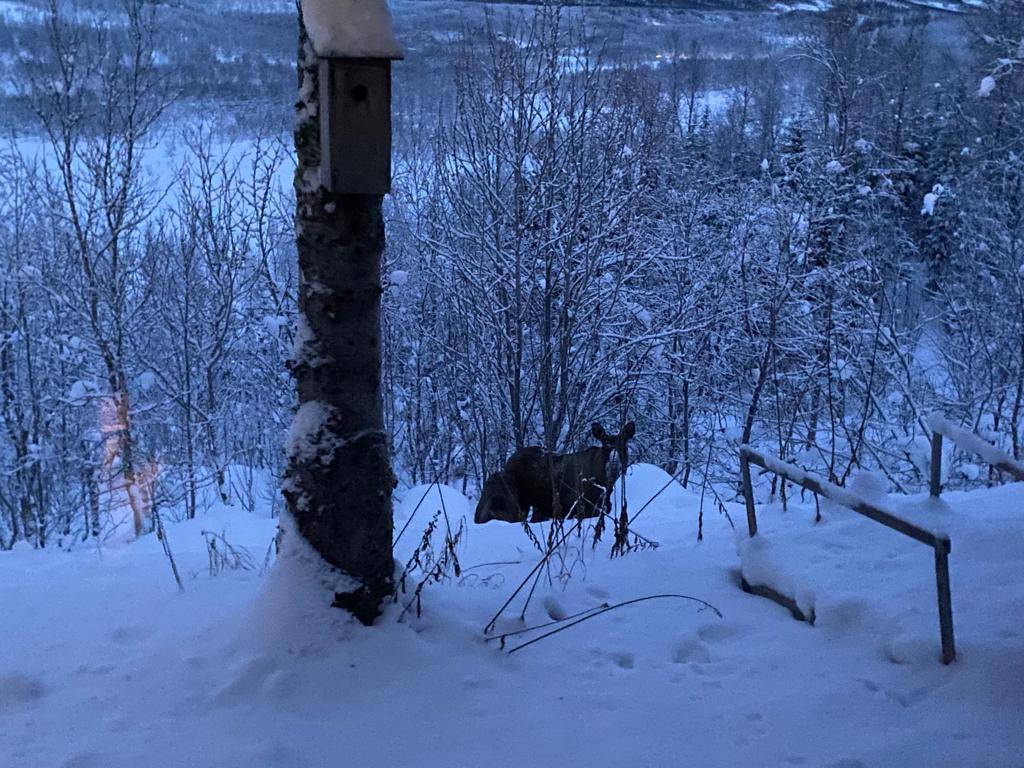Me in bed this morning: «What the hell is that crunching sound just outside my window ??» Source of crunching sound: «Dont mind us, just doing our thing» Momma-moose and her mooselet making use of my back yard.