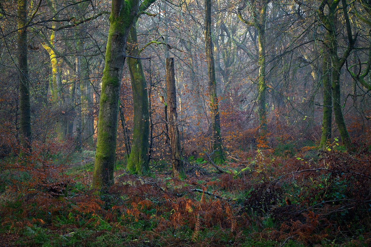 Messy woodland (like a teenager's bedroom)
#woodland #mist #northdowns #nikon