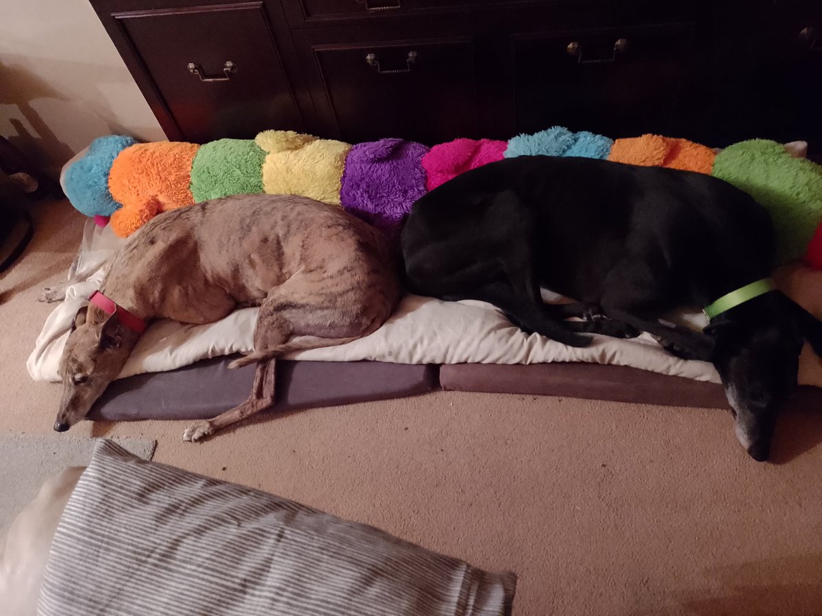 Barley Greyhound Sanctuary tweet media