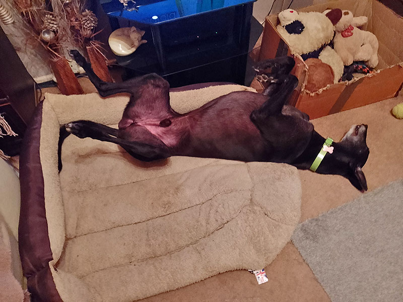 Barley Greyhound Sanctuary tweet media