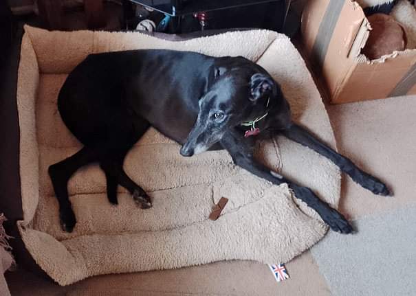 Barley Greyhound Sanctuary tweet media