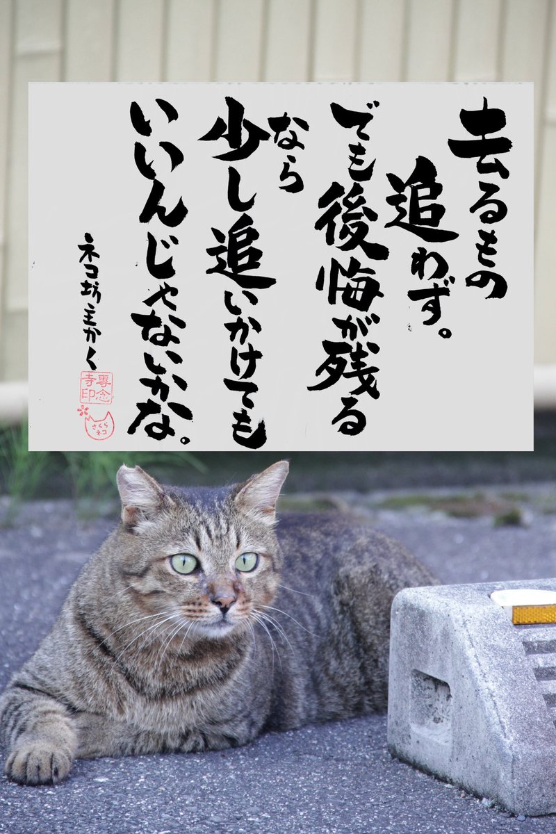 yabumoto610's tweet photo. ネコさんから人間さんへ今日の一言 https://t.co/JY2Z0n6d69