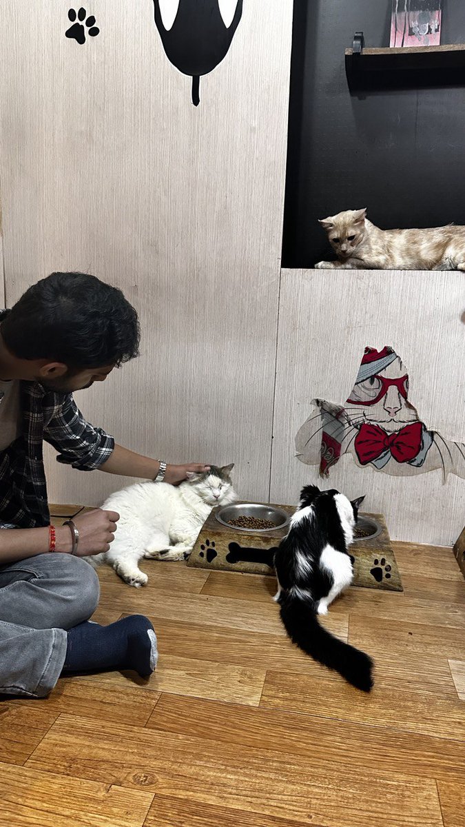 iknowspots's tweet photo. At cat mixer @solana, clearly the most PUFFiest event in @IBWofficial https://t.co/huEoc1cMEJ