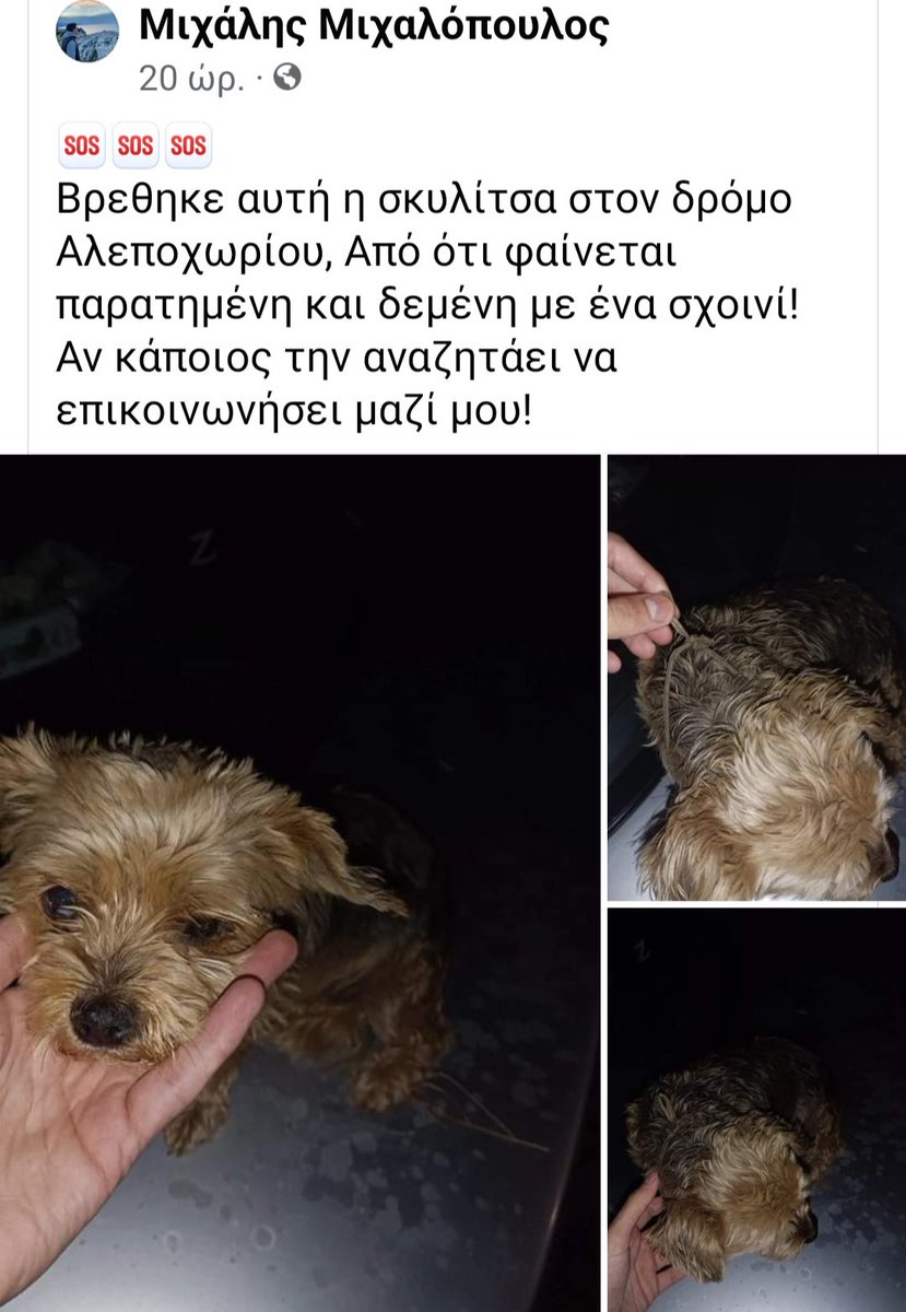 🆘🆘🆘
Βρέθηκε στο Αλεποχώρι η σκυλίτσα,παρατημένη κ δεμένη με ένα σχοινί!
Αν κάποιος την αναζητά να επικοινωνήσει με τον άνθρωπο που τη βρήκε στο fb!
Rt 🙏🙏🙏