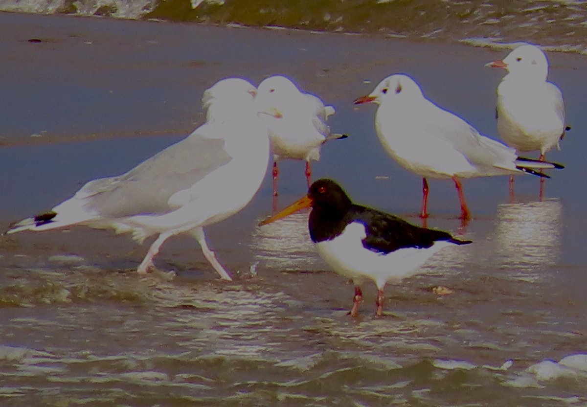 MASA_bird1's tweet photo. ユリカモメとセグロカモメにはさまれたミヤコドリ。
＃野鳥観察
#ミヤコドリ
#ユリカモメ
#セグロカモメ https://t.co/AR8n3o2P81