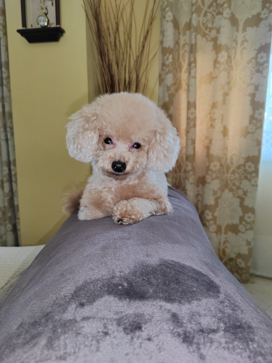 No puedo con él ✨