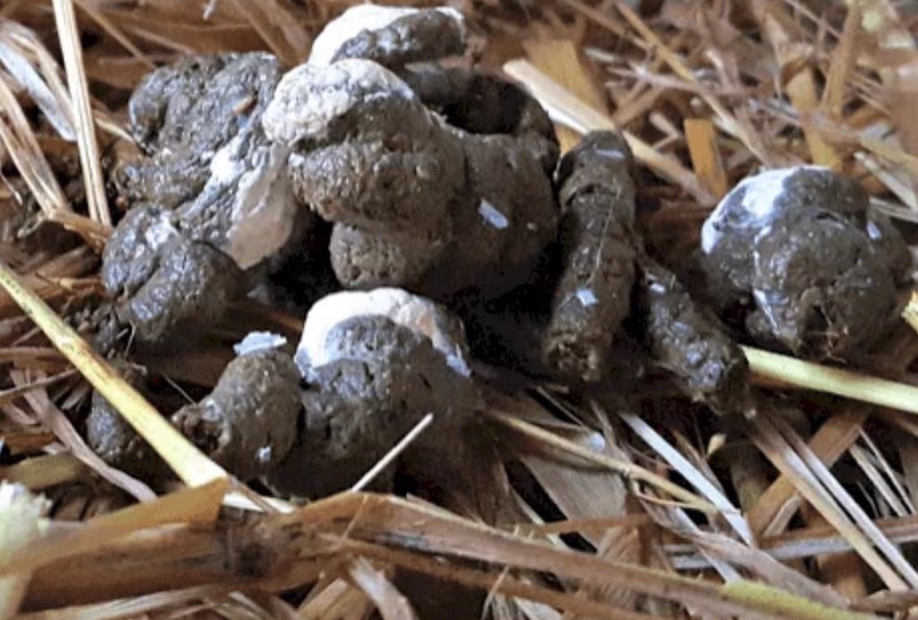 iamTurahe's tweet photo. What does your chicken poop/ dropping mean?? 

       Poultry Droppings and their meaning. 

This article may not be accurate but i explain so you can understand. One of the best ways of identifying the health status of your chickens is by observing the nature of their poop. https://t.co/1BojMOAQUn