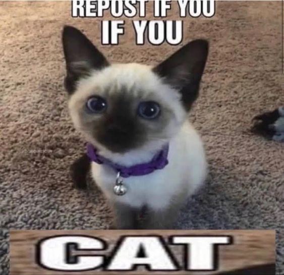 Cat Dealer (@catpicsdealer) on Twitter photo 