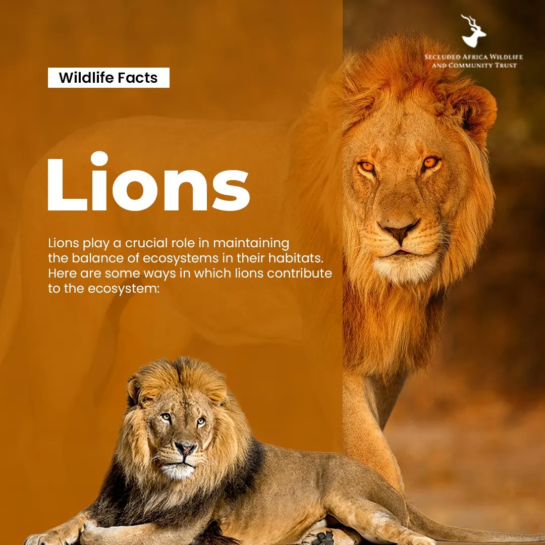 SecludedTrust's tweet photo. Dive into the world of lions with our Wildlife Facts series! Explore how these majestic creatures play a vital role in nature through population control, selective predation, and their immense significance in promoting tourism and wildlife conservation efforts.
#SecludedTrust https://t.co/XxaweiIOIs