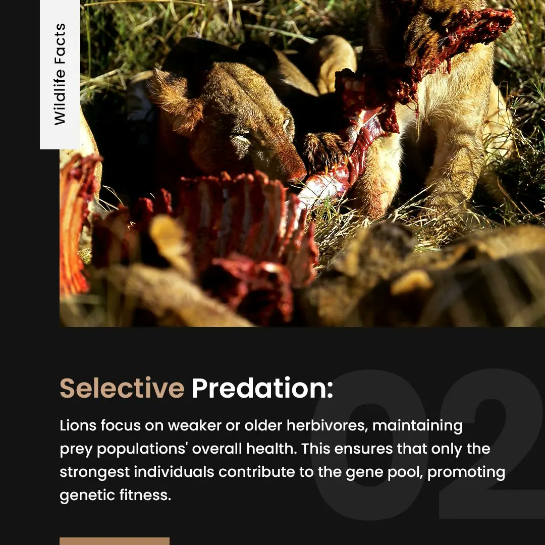 SecludedTrust's tweet photo. Dive into the world of lions with our Wildlife Facts series! Explore how these majestic creatures play a vital role in nature through population control, selective predation, and their immense significance in promoting tourism and wildlife conservation efforts.
#SecludedTrust https://t.co/XxaweiIOIs