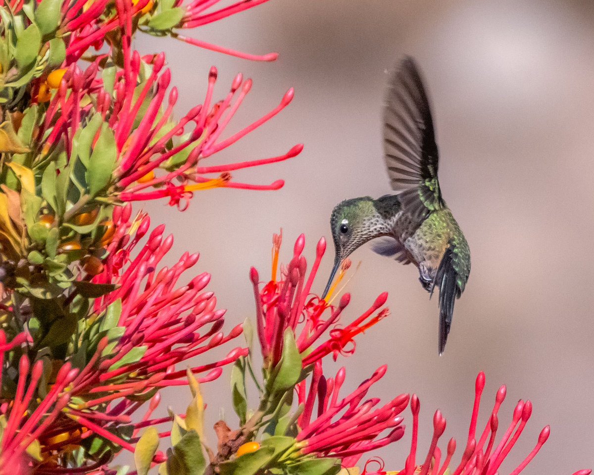 Ladera Sur 🌎 tweet media