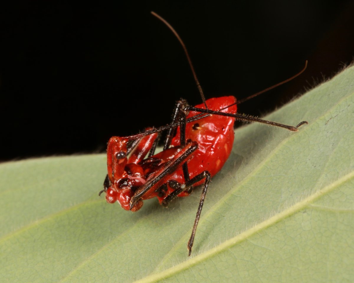 Assassin #Bug Nymph (Rihirbus trochantericus, Reduviidae)
flic.kr/p/2hUM9ei
#insect #China #Yunnan #Hemiptera #entomology #itchydogimages