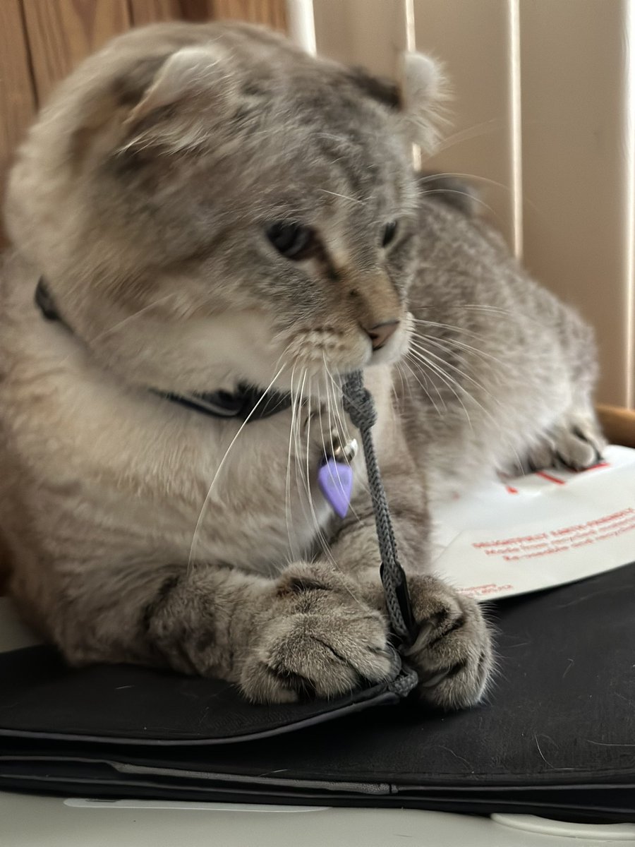 Brewskiethecat's tweet photo. #brewskieburst momma took a burst of pictures. Happy Thursday #KittyTwitter #CatsOfTwitter https://t.co/Kqty94u6ni