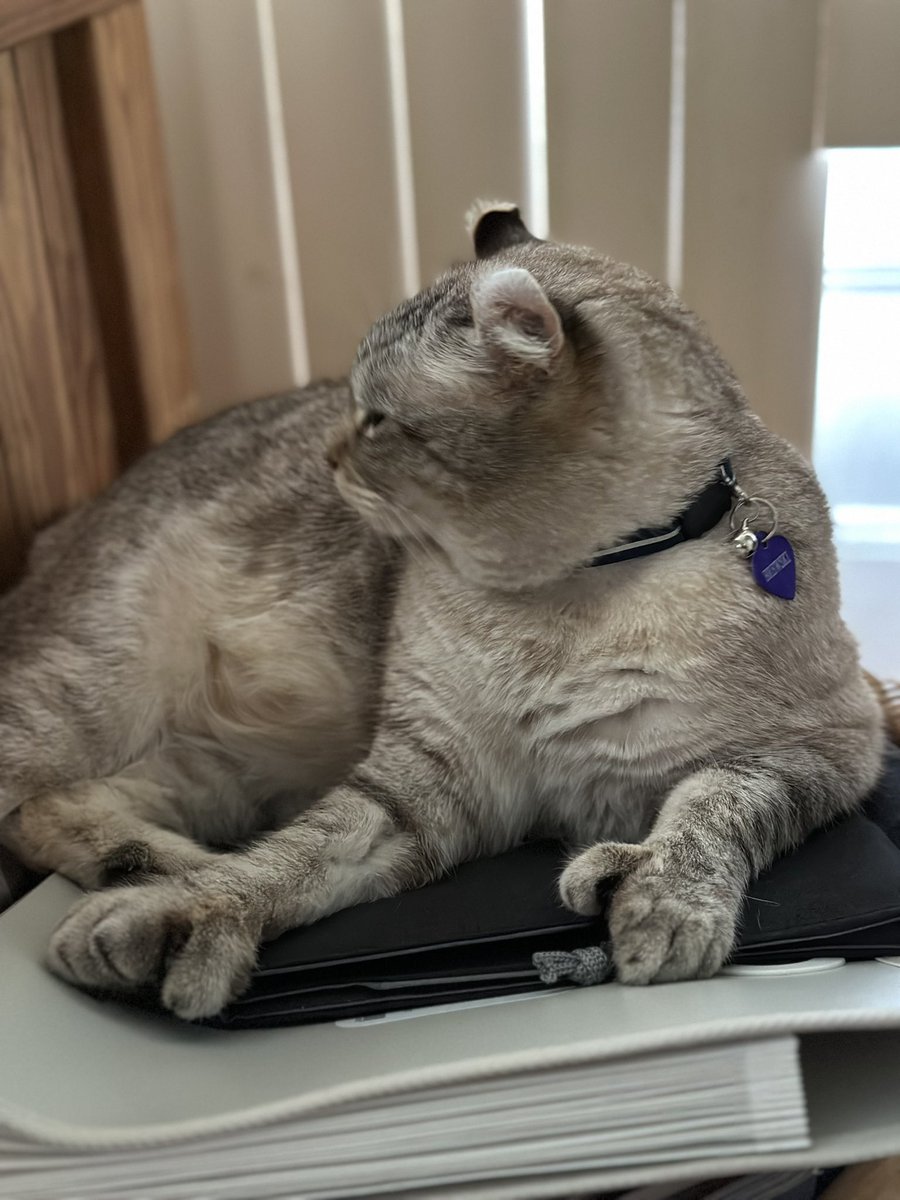 Brewskiethecat's tweet photo. #brewskieburst momma took a burst of pictures. Happy Thursday #KittyTwitter #CatsOfTwitter https://t.co/Kqty94u6ni