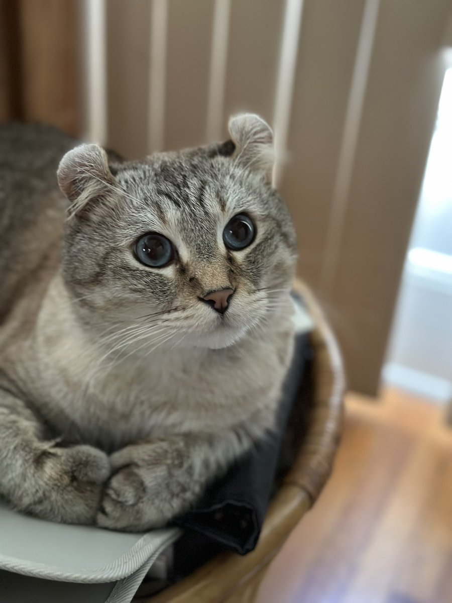 Brewskiethecat's tweet photo. #brewskieburst momma took a burst of pictures. Happy Thursday #KittyTwitter #CatsOfTwitter https://t.co/Kqty94u6ni