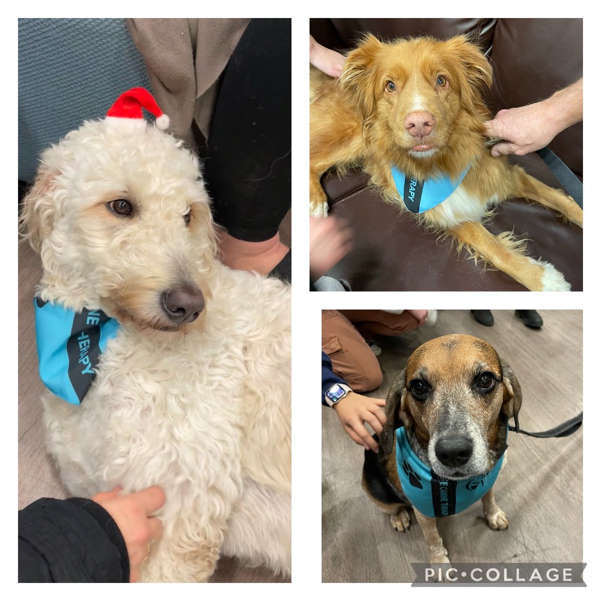 If anyone asks, I’m hard at work seeing “pawticipants” on main campus #westernu