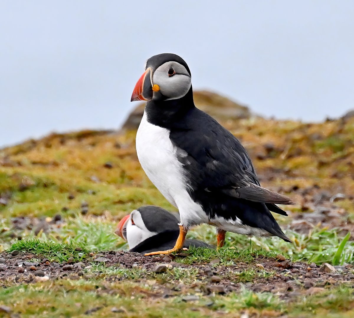 CarlBovisNature's tweet photo. Dave just couldn't find Wendy, despite searching all day....
#TheDailyPuffin 🐦 https://t.co/GKIU81mfDh