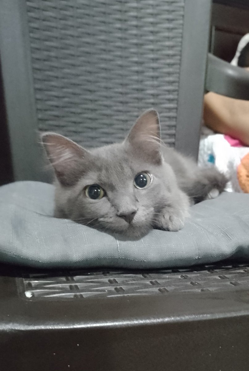 Manden imagenes de animales mirando directo a la cámara pero con un aura de bondad y esperanza en sus ojos