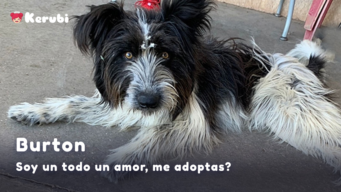 Soy Burton, me encontraron vagabundeando por un pueblo de Córdoba, pero mis ángeles @arca_noe_cordoba me salvaron. Soy un cachorro al que le encanta jugar y dar besitos, dicen  que soy un amor!!! Quieres que te de todo mi amor? Pues escribe a:
elarcadenoecordoba@gmail.com