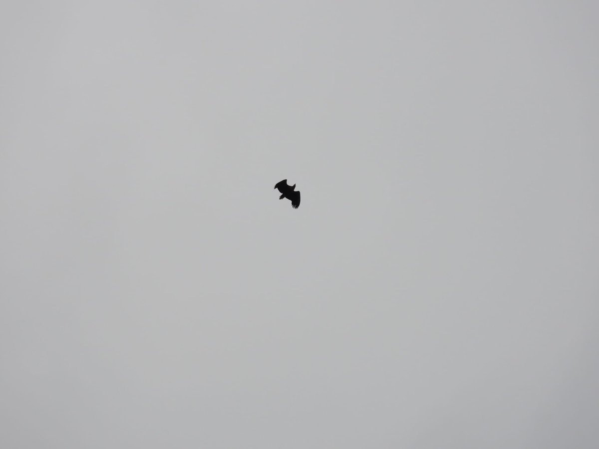 Into The Wild Podcast tweet media