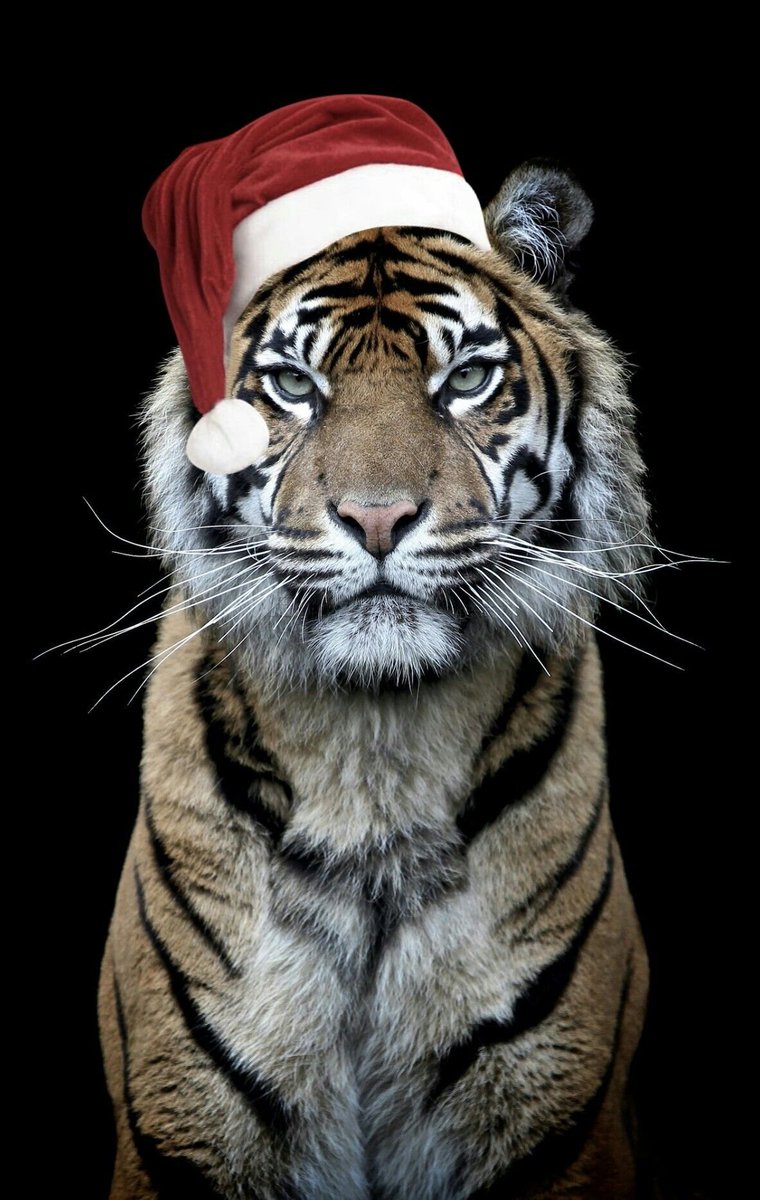 You can put a Christmas Hat on a Tiger but he will always be a Tiger. 

Is it Christmas yet!? 

🎄 🎅🏾 🐅

#OnTheHunt #TigerMentality