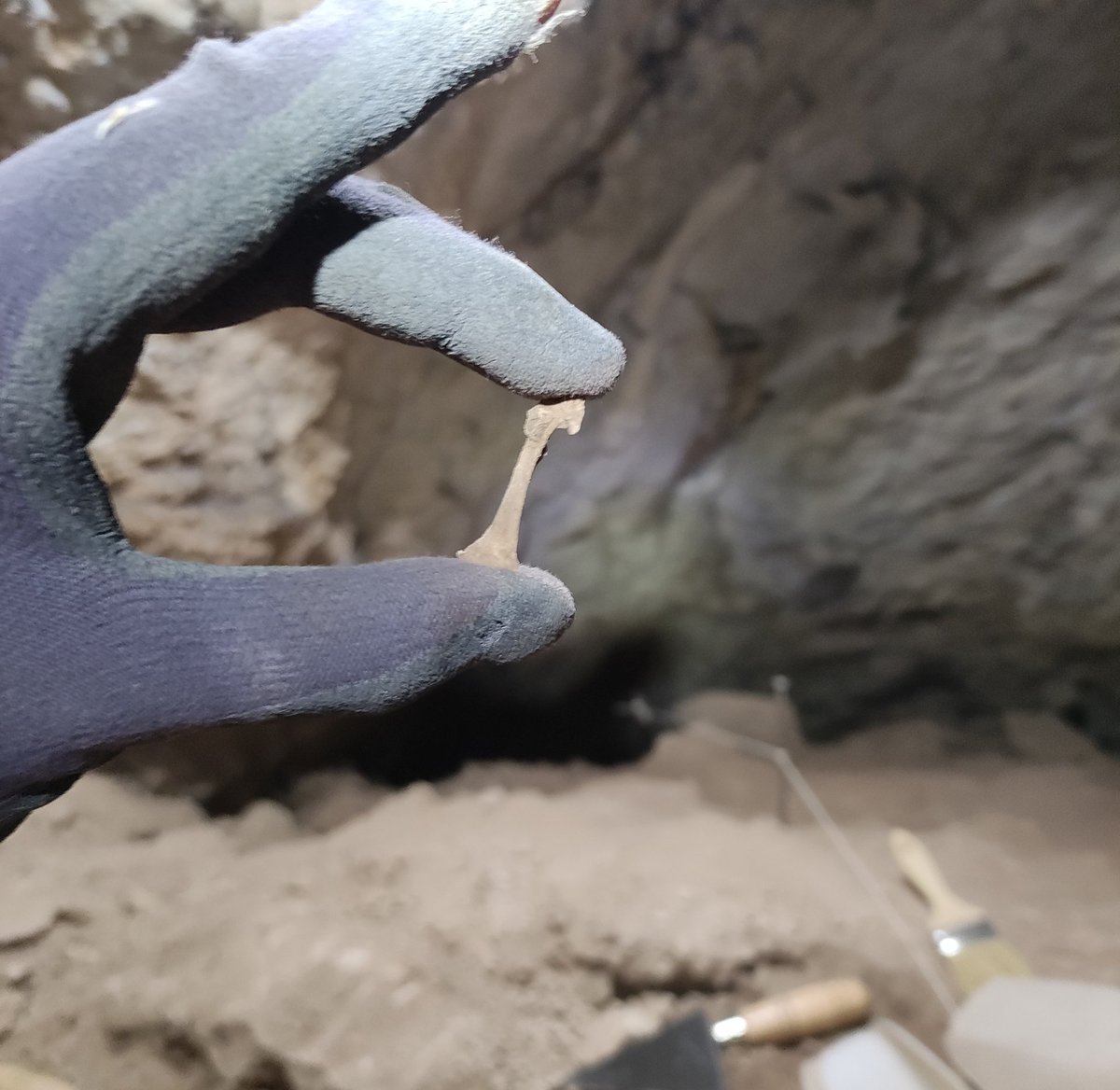 M_Marqueta's tweet photo. Why go on holiday when you can go digging? Needed some cave vibes at Xaragalls Cave ⛰️🦅💀@iphes https://t.co/k98wwMjksJ