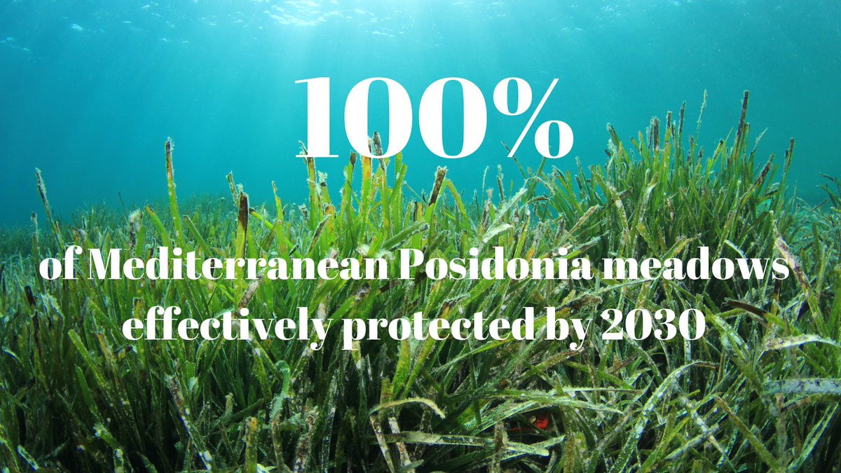 Today a groundbreaking initiative was launched at #COP23Med #BarcelonaConvention to protect #Posidonia in the Mediterranean. This is a key regional #Naturebasedsolution to tackle #climatechange & nature loss. Priority now is to raise 50M€ by 2025 to start action in the whole Med