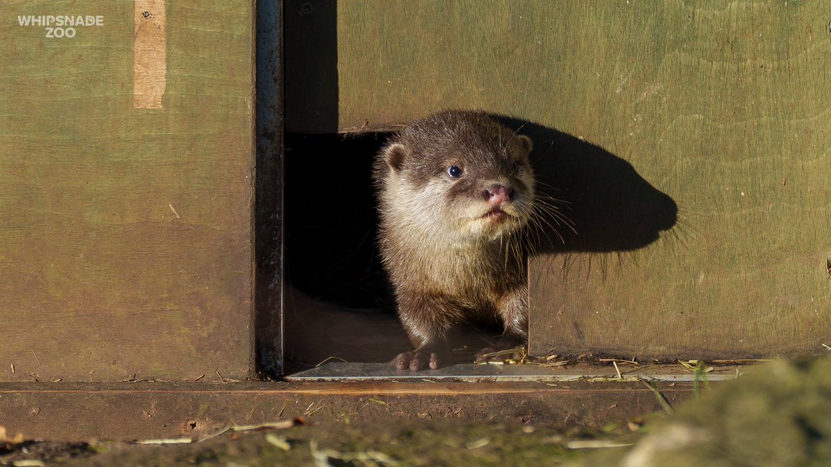ZSLWhipsnadeZoo's tweet photo. Brightening up your day with an otter pup 𦦠There's a whole l'otter fun to be had at the Zoo β book tickets today: https://t.co/jGzVv8hbLb
Every visit supports our vital wildlife conservation, both here at the Zoo and around the world as part of @OfficialZSL.
#ConservationZoo https://t.co/MneepShbjP