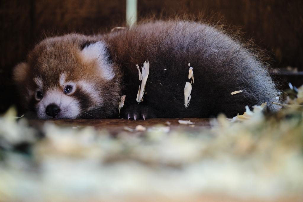 Un bébé panda roux présenté au zoo de Lisbonne