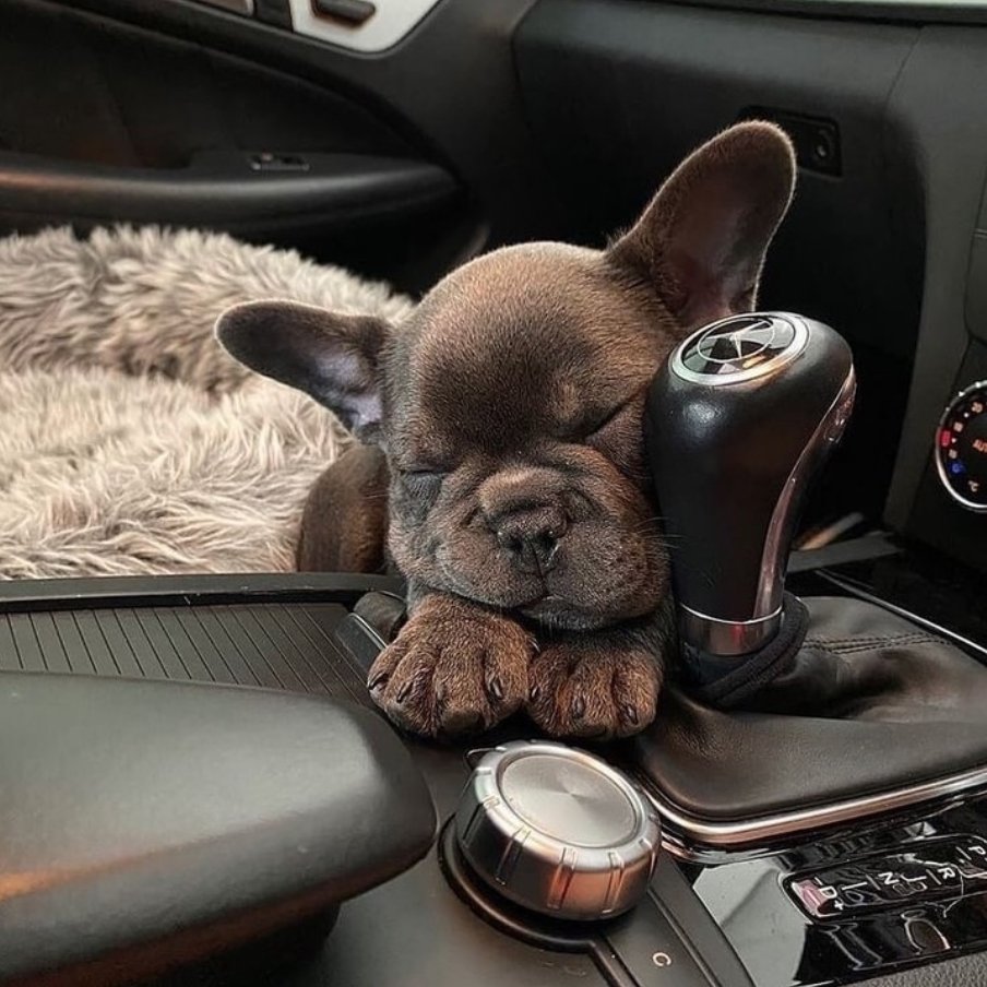 Driving lessons are exhausting.😴⁠
.
.
#dailyfrenchie #instapuppy #frenchiesoftheday #frenchbulldogpups