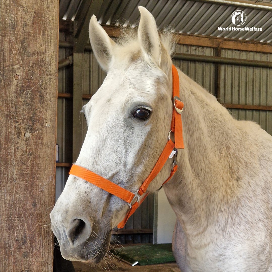 Have you got a senior horse who needs a bit of extra help maintaining their weight? 🐴

Horses can live well into their 20s, 30s (and even 40s!), but can struggle to maintain their weight. Find out more👉 bit.ly/3sWaV5y