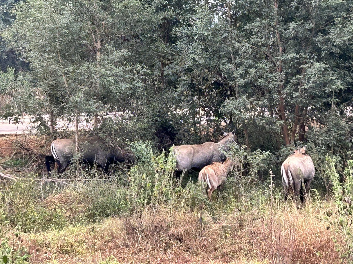 C Malla Reddy (@cmallareddy) on Twitter photo Enjoyed the nice talk by <a href="/aijazpapers/">Aijaz Ahmad Dar</a>
and also spotted nilgai, the largest antipope of Asia, on IIT Patna campus, during the morning walk..! Enjoyed the nice talk by <a href="/aijazpapers/">Aijaz Ahmad Dar</a>
and also spotted nilgai, the largest antipope of Asia, on IIT Patna campus, during the morning walk..!