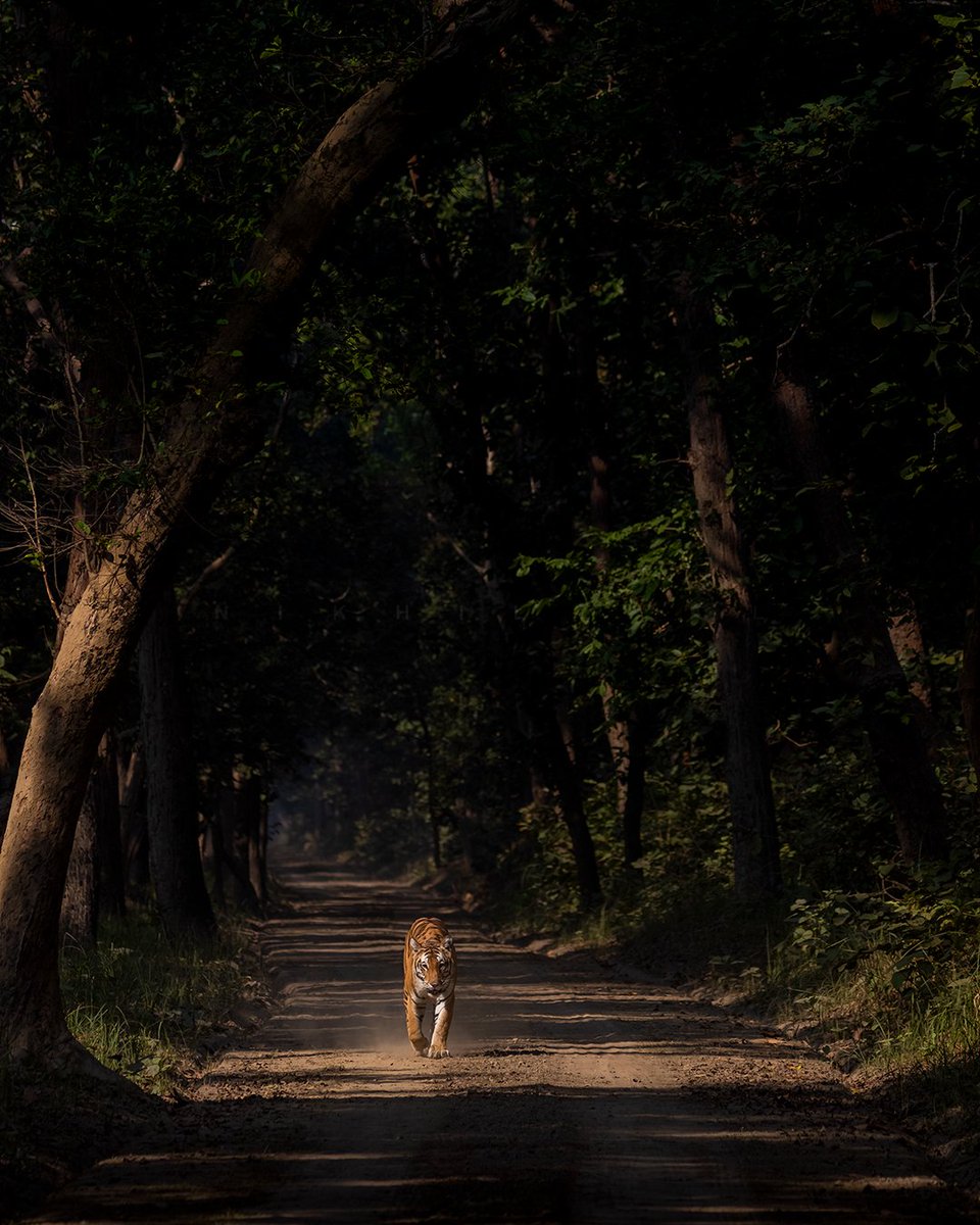 Queen of Kishanpur - Beldanda Female 🐯

#safariWithNikhil #Dudhwa #dudhwatigerreserve #savetigers #tigerdiaries #tigersofindia #incredibleindia #earthcapture #natgeoindia #animalplanetindia #coi #kishanpurwildlifesanctuary #wildlifephotographer #wildlifephotography